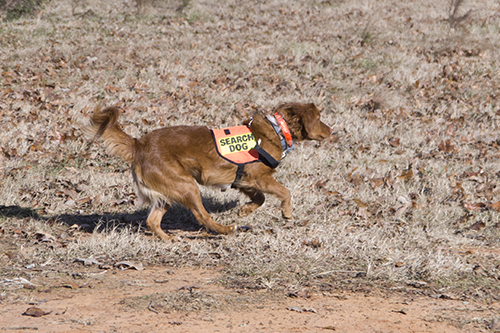 red fluffy dog running in sar vest
